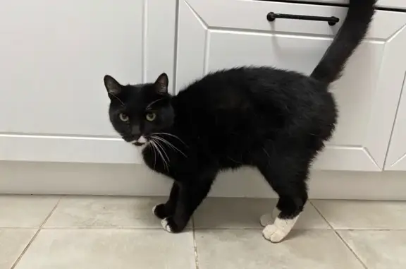 Найдена кошка, Димитровград, фото: Кот найден: проспект Ливанова, 22