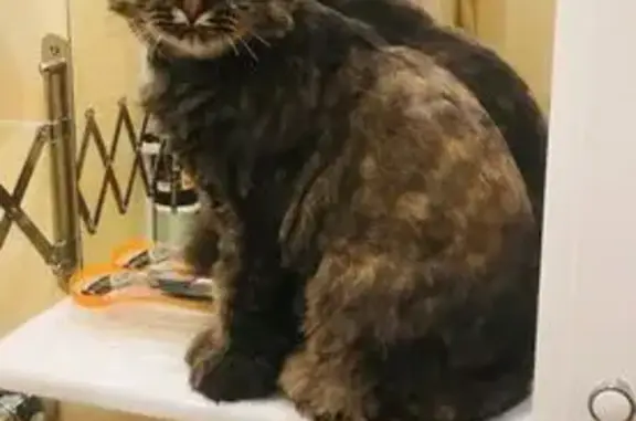 Пропала кошка, ул. Чкалова 42, Оренбург