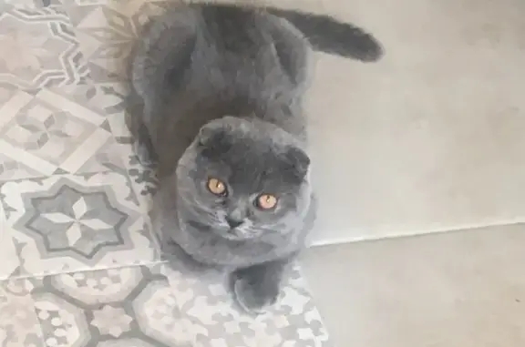 Пропала кошка, Владикавказ, Осетия