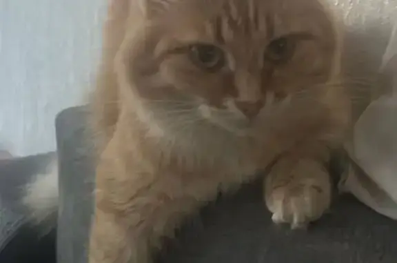 Пропала кошка, ул. Муштари, Казань