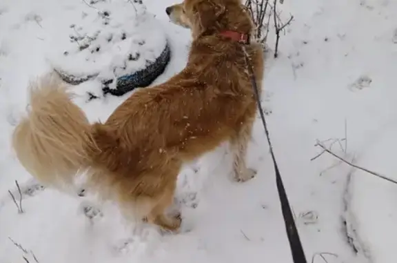 Пропала собака, Коммунистическая 60А