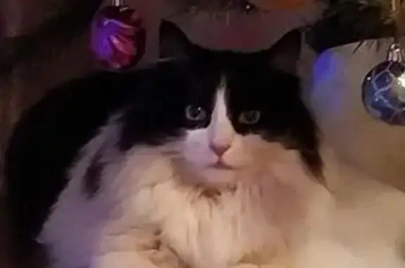 Пропала кошка, ул. Кирова, 18, Балахна