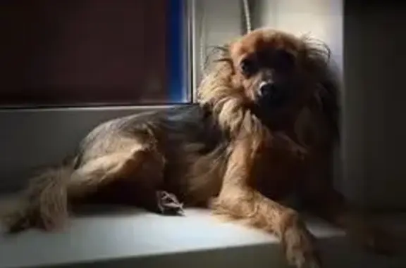 Пропала собака, 5-я Марьяновская, 18, Омск