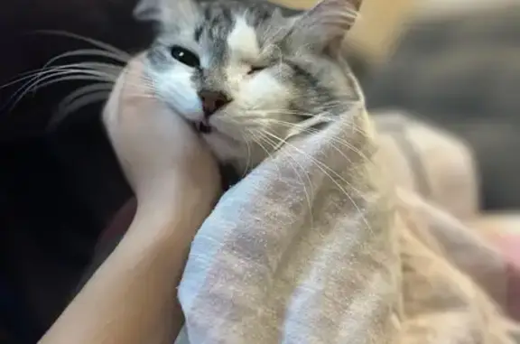 Пропала кошка, г.о. Мценск, ул. 24