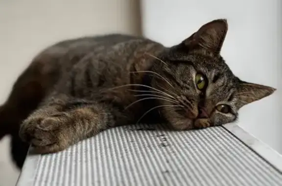 Пропала кошка, Воскресенская 103, Арх.