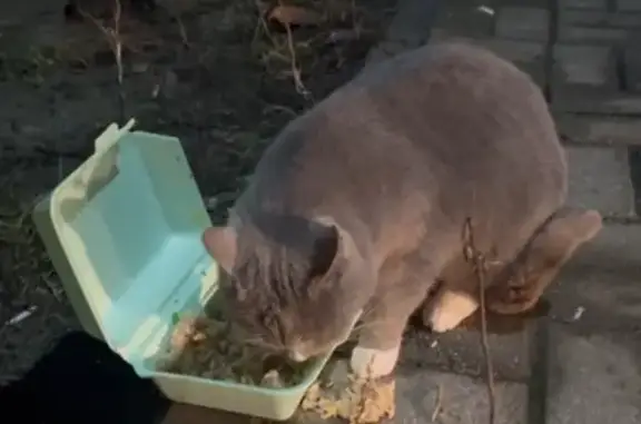 Найдена кошка, Калининград, фото: Кошка найдена на Совхозной улице, Калининград