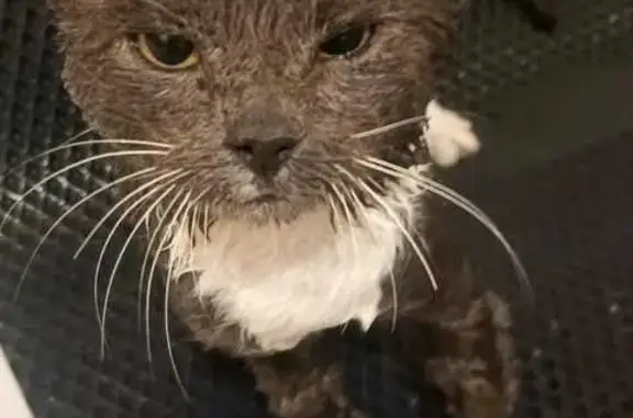 Кошки потеряшки, Исилькуль, фото: Потеряшка кошка, Южная, Исилькуль