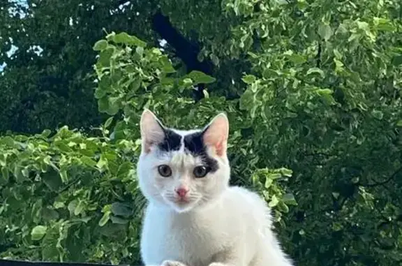 Пропала кошка на ул. Достоевского, Сарапул