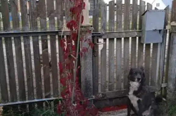 Пропала собака, Большая Ижора, Ленобласть