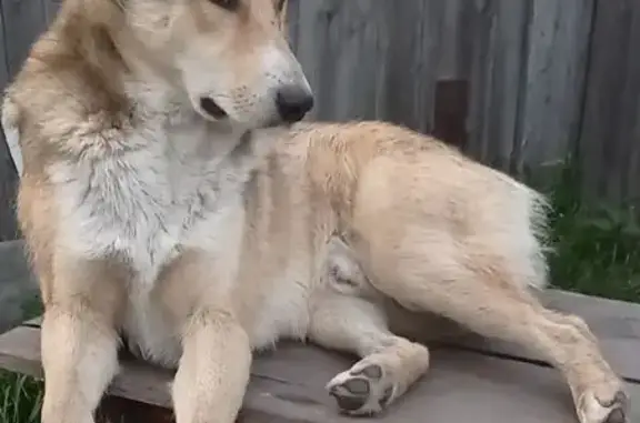 Пропала собака, ул. Кирова 45А, Бердюжье