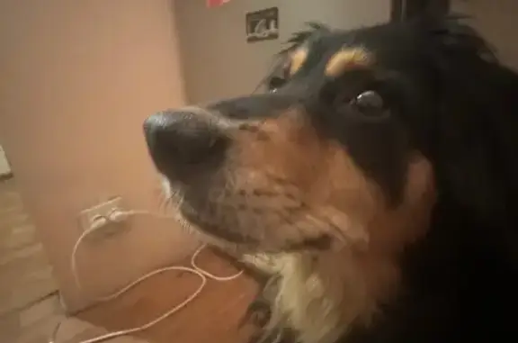 Пропала собака на Филимонковском шоссе