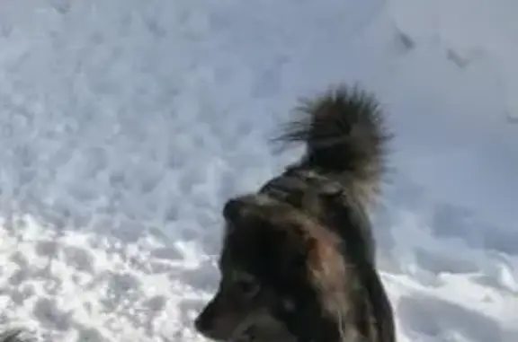 Пропала собака, Зелецино, 22Н-2608