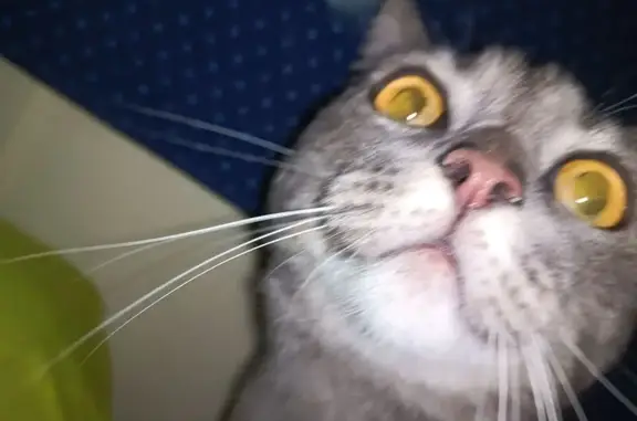 Найдена кошка, ул. Конева, Белгород