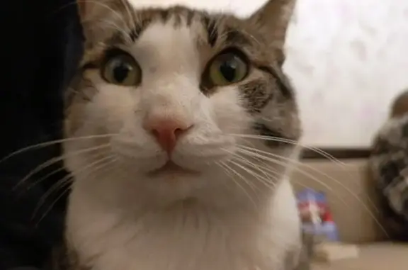 Пропала кошка, ул. Королёва 9, Железногорск