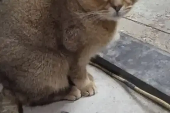 Найдена кошка, Тимашевск, фото: Кошка найдена: 1-й Пионерский пер., 12, Тимашёвск