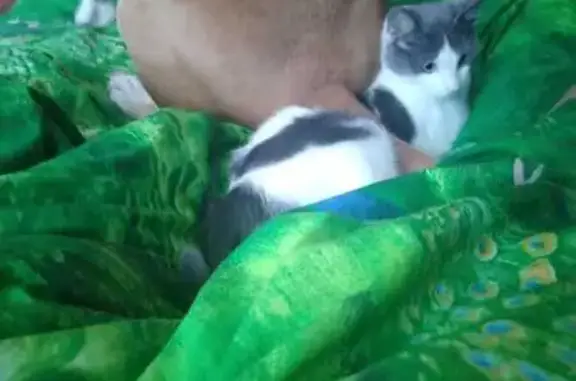 Пропала кошка, ул. Салтыкова-Щедрина, 12