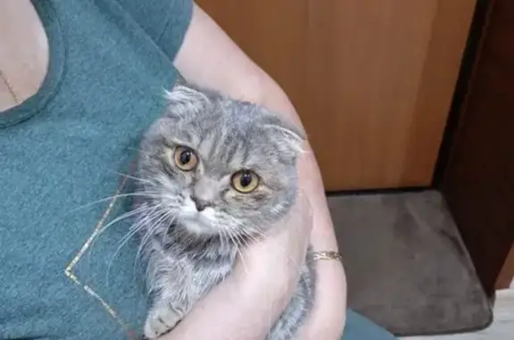 Найдена кошка, Самара, фото: Британская кошка найдена на Самарской, 159