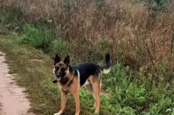 Пропала овчарка, Чёрная, Удмуртия