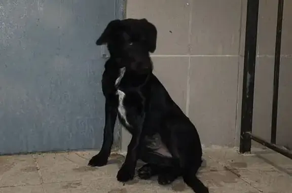 Найдена собака, Севастополь, фото: Найдена собака, Казачья ул. 9, Севастополь