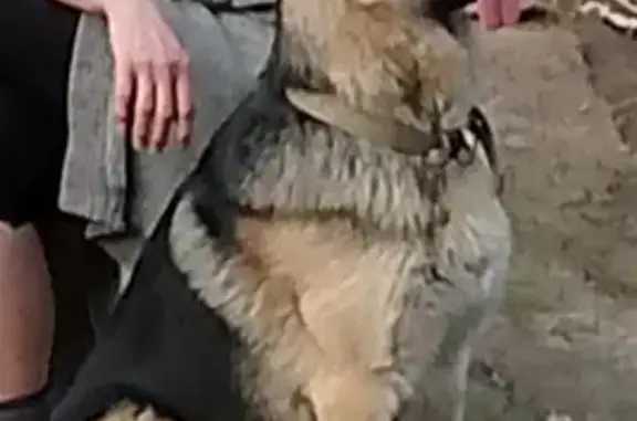 Собаки потеряшки, Оренбург, фото: Потеряшка собака, пр. Победы 136, Оренбург