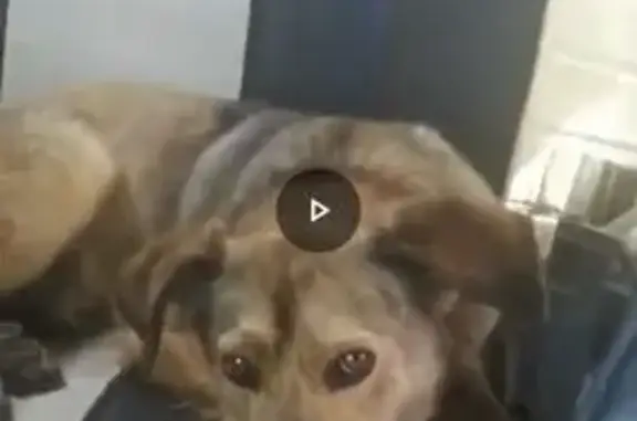 Пропала собака, хутор Коржевский