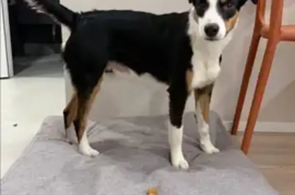 Собаки потеряшки, Химки, фото: Потеряшка пёс Чиф на Октябрьской, 36