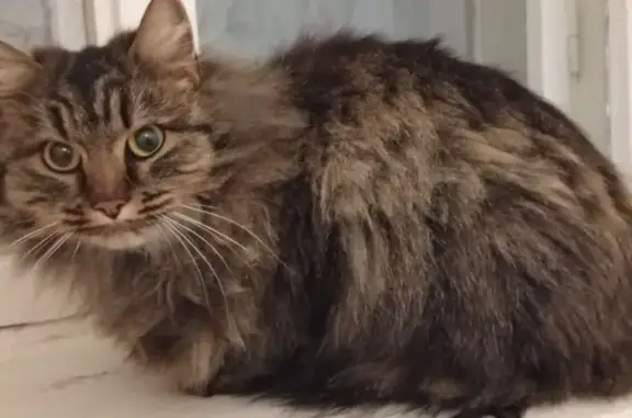 Найдена кошка, Пермь, фото: Кошка найдена: Пермь, Дубровский пер., 6