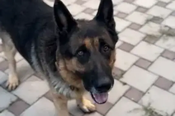 Собаки потеряшки, Терек, фото: Потеряшка собака, Урванская ул., Терек