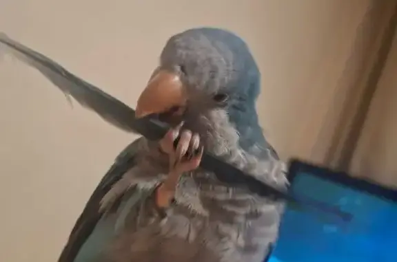 Пропала птица, ул. Гримау, 14, Москва