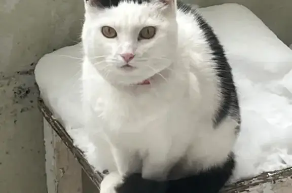 Кошки потеряшки, Выборг, фото: Потеряшка кошка, ул. Гагарина 45, Выборг