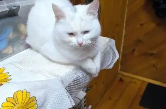 Пропала кошка, ул. Вольного Новгорода, 5