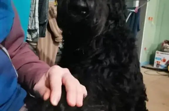 Пропала собака в Фроловском, МО