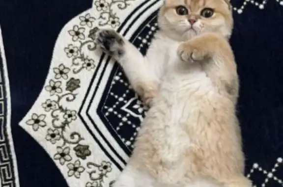 Пропала кошка, Ленинкент, Дагестан