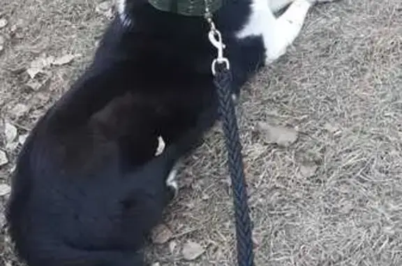 Пропала лайка, ул. Горького, Екатеринбург