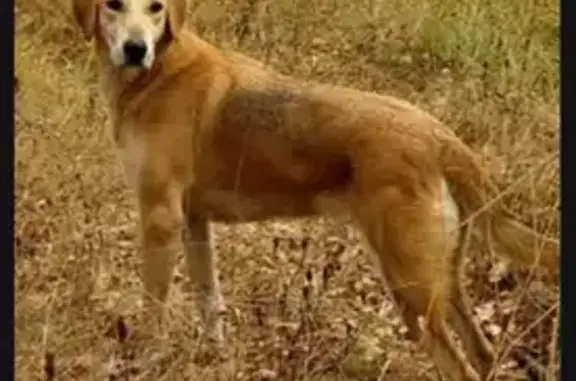 Пропала русская гончая в Бутрё, Чичково