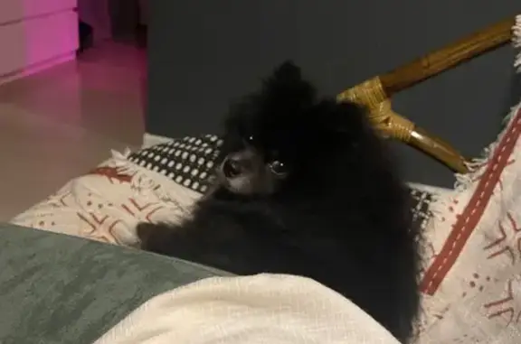 Собаки потеряшки, Уфа, фото: Потеряшка собака, бульвар Славы, Уфа