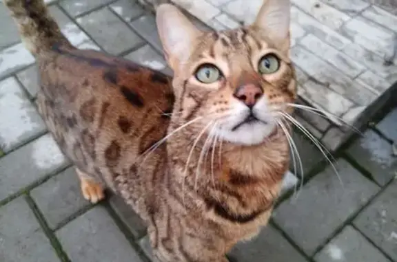 Кот найден: Осиново, Казань, Татарстан