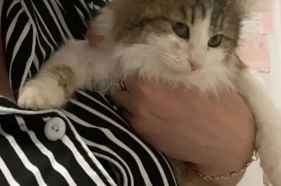 Найденные животные Набережные Челны, фото: Найдена кошка на Габдуллы Тукая, 31