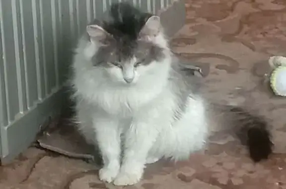 Пропала собака, ул. Сулажгорского Кирпичного