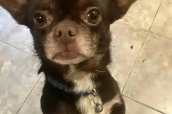 Пропала собака на ул. Мира, 95, Староминская