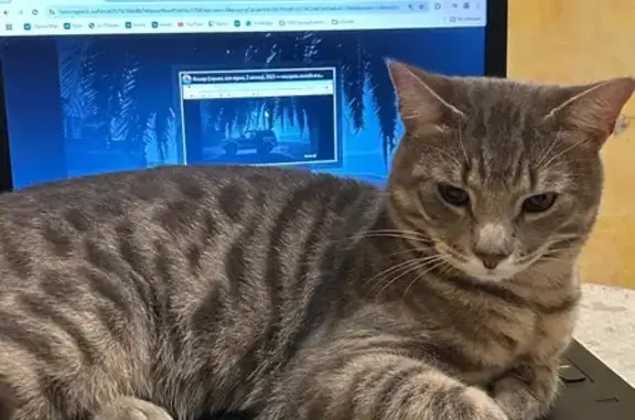 Пропала кошка, Уфа