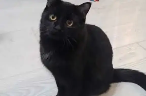 Пропала кошка, Волгоград