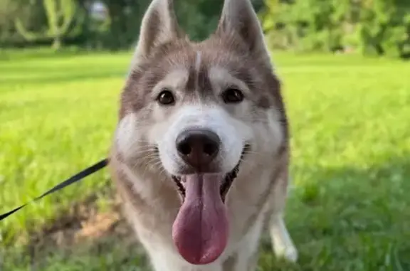 Пропала хаски, Алекино, Садовая 17А