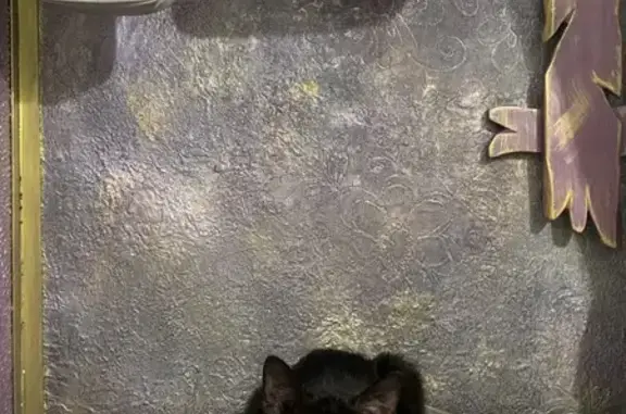 Пропала кошка, ул. Айдарова 24, Казань