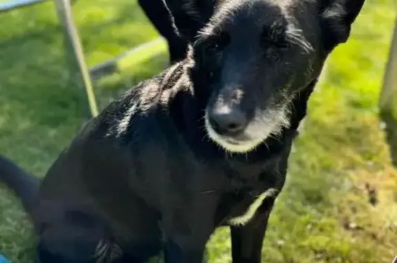 Пропала собака, СНТ, МКАД 61 км Раздоры