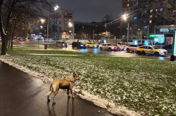 Найдена собака, Москва, фото: Симоновский Вал, 18: найдена собака.