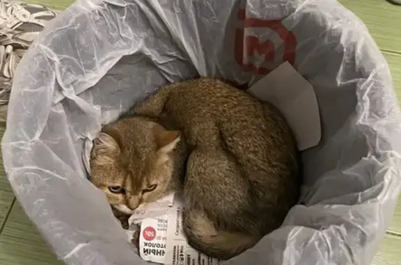 Найдена кошка, Чебоксары, фото: Найдена кошка на Университетской, 34 к1