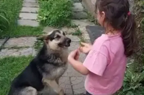 Пропала собака в Александровке, МО