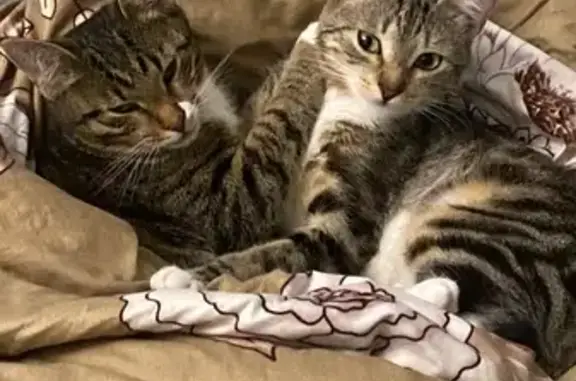 Пропала кошка, Балашиха