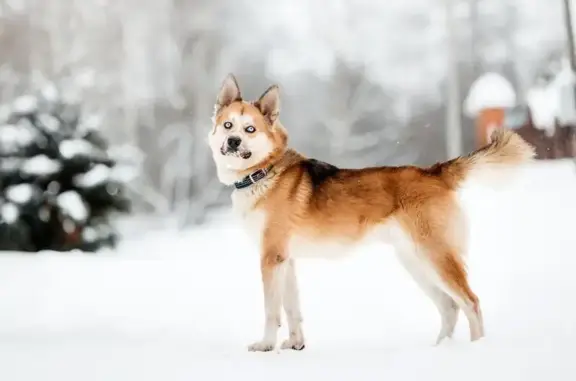 Собаки потеряшки, муниципальный округ Чехов, фото: Потеряшка собака, МО, без ошейника